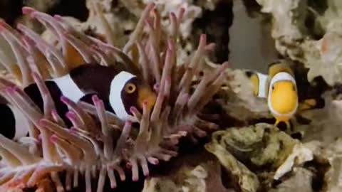 nemoandemo#clownfish