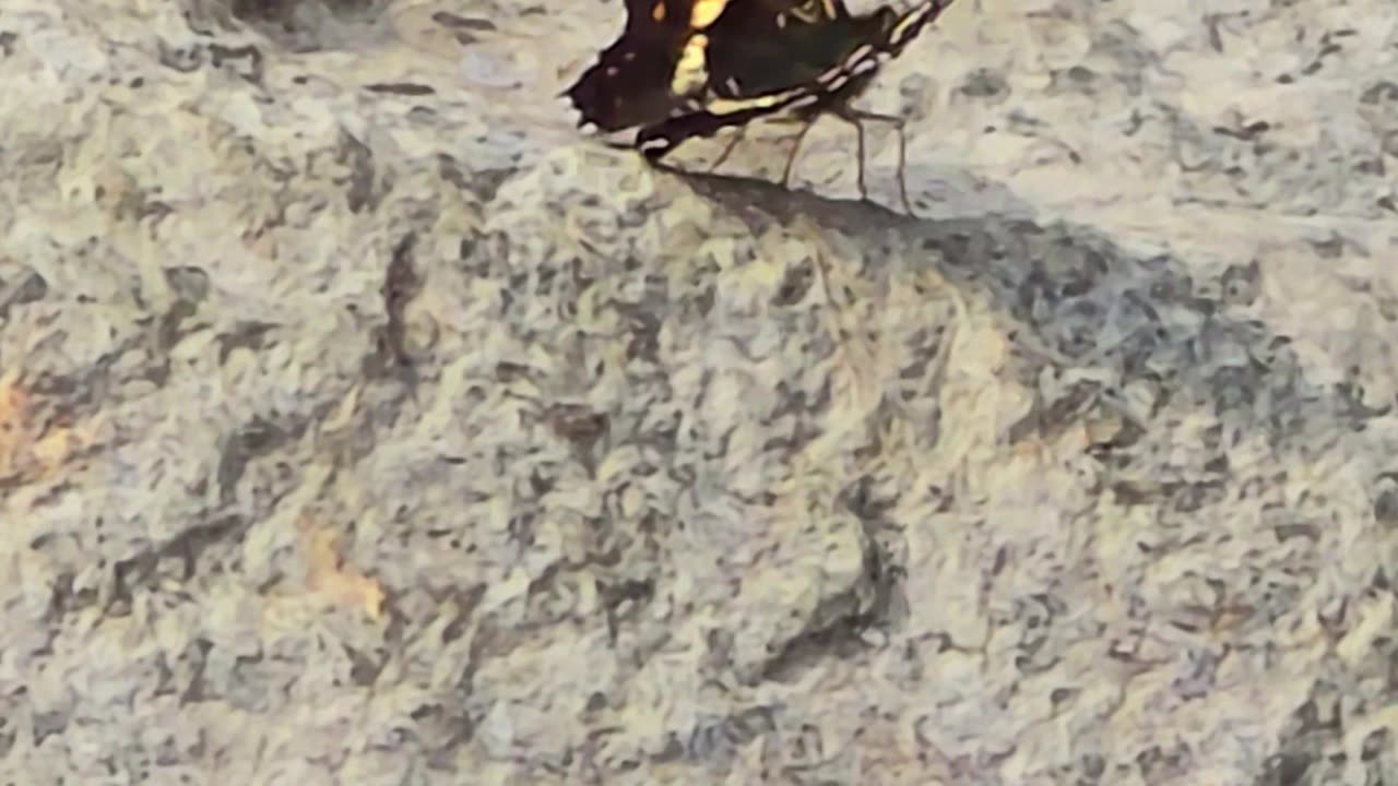 Butterfly flies away in slow motion / a very beautiful insect in flight.