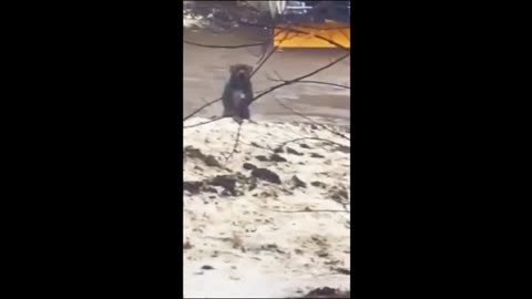 Funny animal video