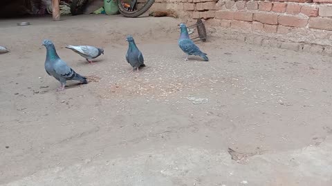 Indian beutiful Bird 🐦🕊️ at my home