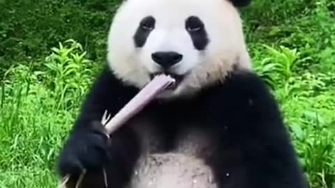 Hungry Panda eats so fast