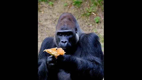 I took a gorilla on my phone at the zoo, which eats