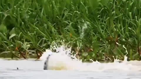 Cheetahs hunt crocodiles. The hunting speed of the cheetah