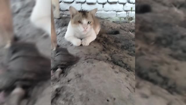 Cat video funny Rare fun