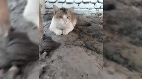 Cat video funny Rare fun