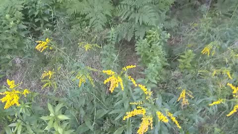 Goldenrod