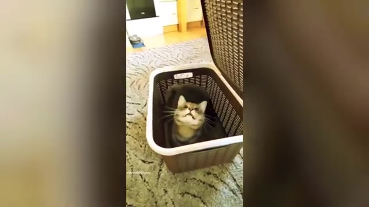 Funny cat video 😂