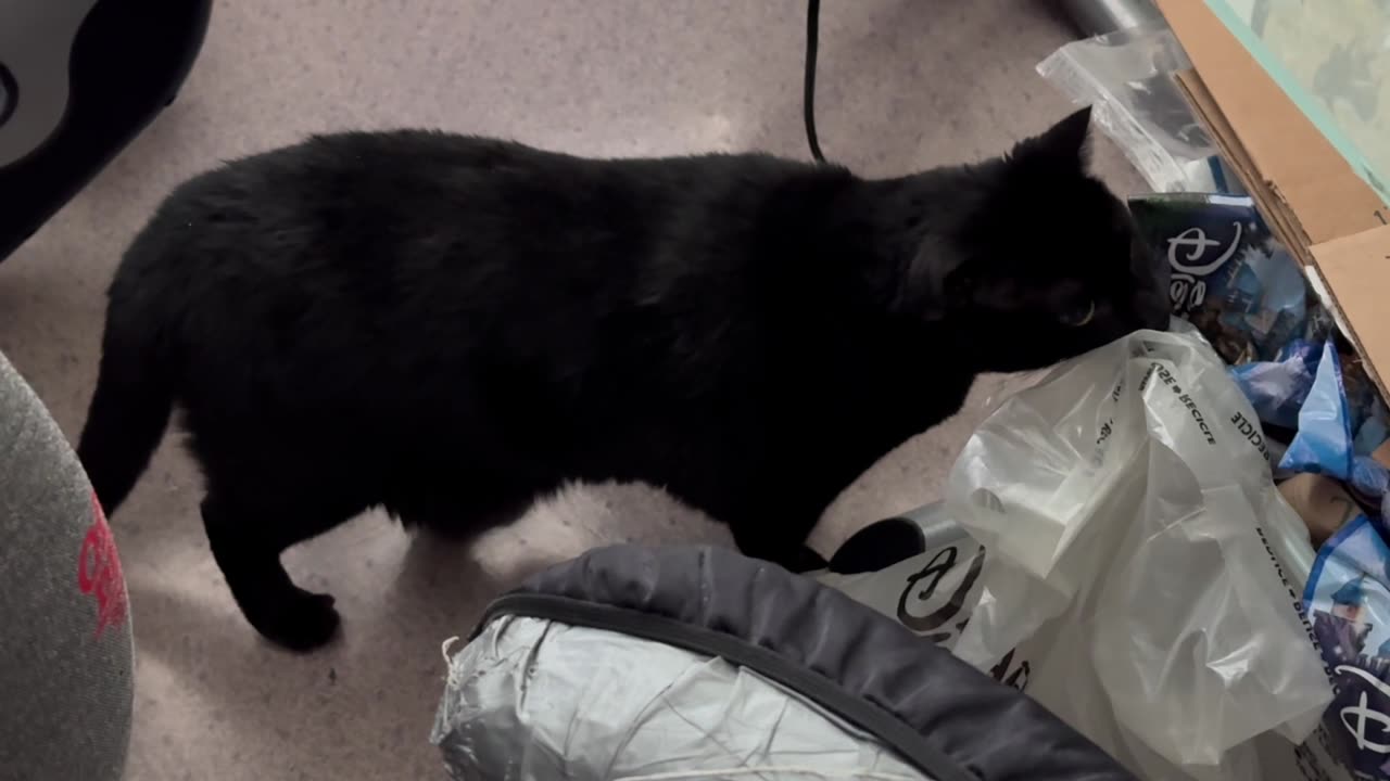 Cute Precious Piper Checks Out Her Options in the Office - Adopting a Cat from a Shelter Vlog