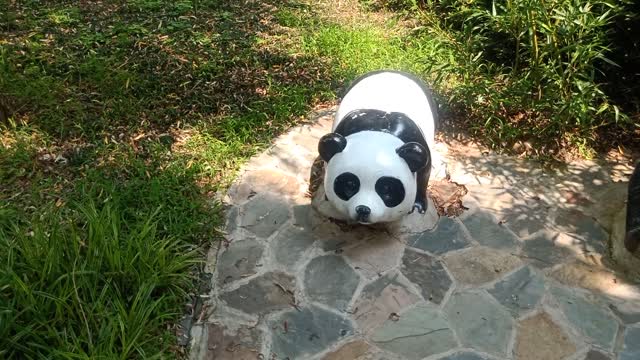 Look at this little panda, isn't it cute?