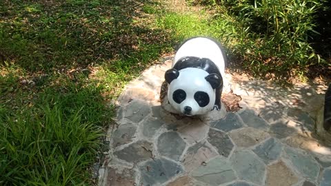 Look at this little panda, isn't it cute?