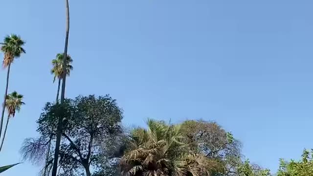 Man risk his life by cutting 100 foot palm tree