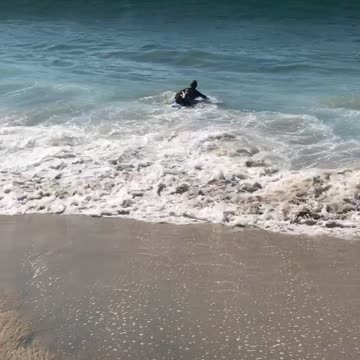 Guy in black wetsuit gets knocked down by wave