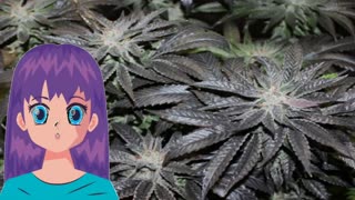 Purple Swish – Rare Dankness Seeds