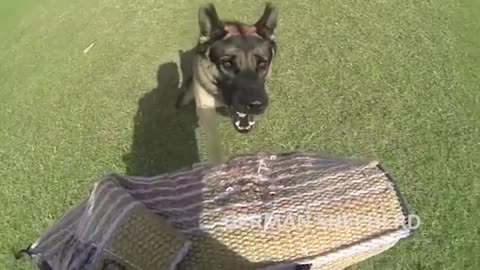 How dogs training dog fun dog fun training dog
