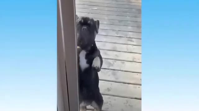 the most delicious and super cute animals that you will see today for fun !!!!