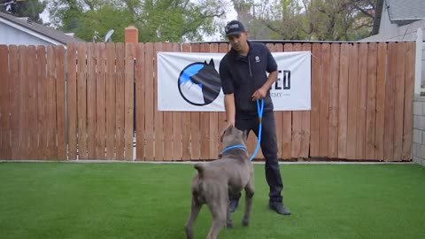 DOG TRAINING FUNDAMENTALS