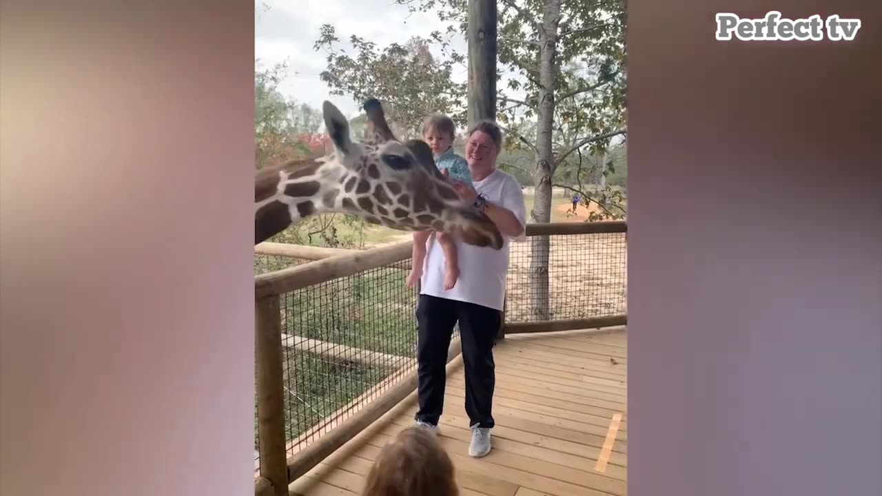 Naughty Baby's j Moments When Baby Meets Animal - Funny Baby Videos