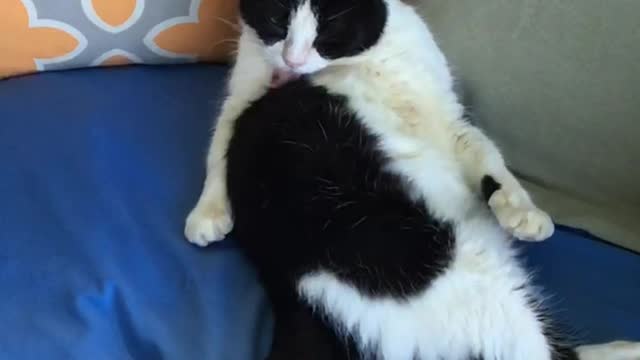 Cat licking itself in slow motion