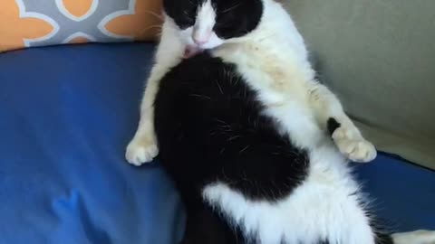 Cat licking itself in slow motion