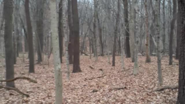 Deer at the Farmdale Reservoir