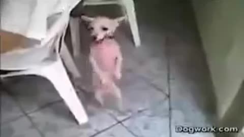 FUNNY Dog Dancing 2021