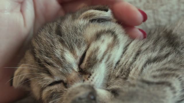 a very cute cat is being petted