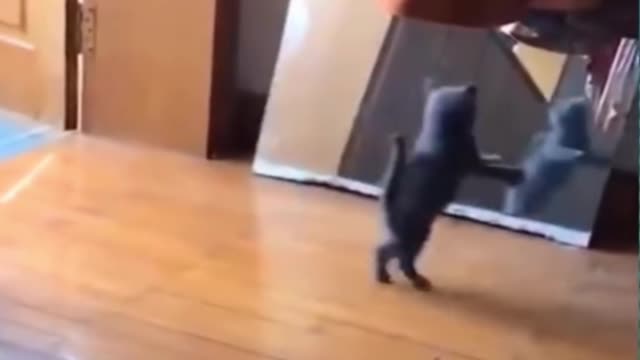 Funny Cats Playing very funny😂|| Try not to laugh