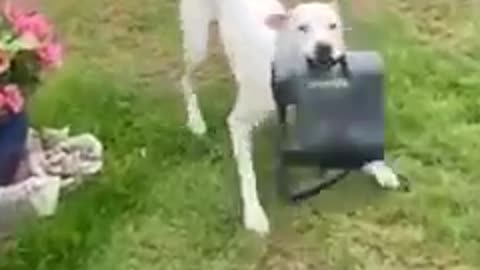 Mia is up to no good and decides to steal her owner's watering can. She refuses to give it back!