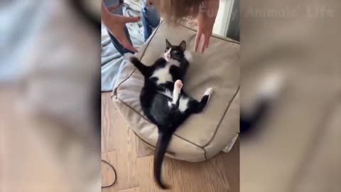 75 😹 Cats And 🐶 Dogs In Funny Situations Try Not To Laugh 😂