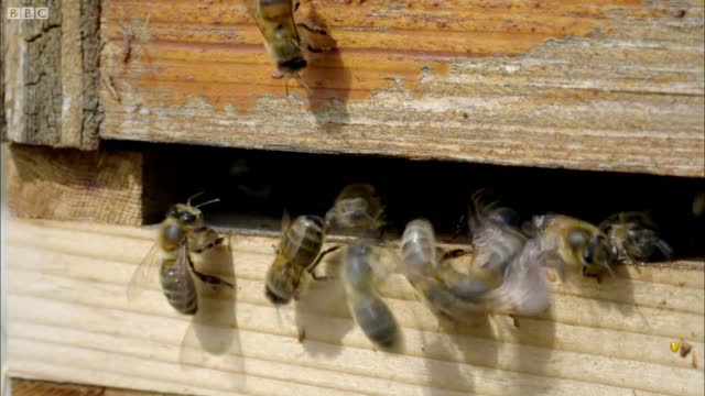 The Waggle Dance | Inside the Animal Mind | BBC