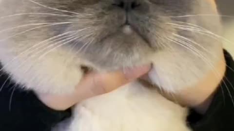 Cute and Funny Cat Video