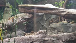 A clip from Melbourne zoo