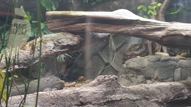 A clip from Melbourne zoo