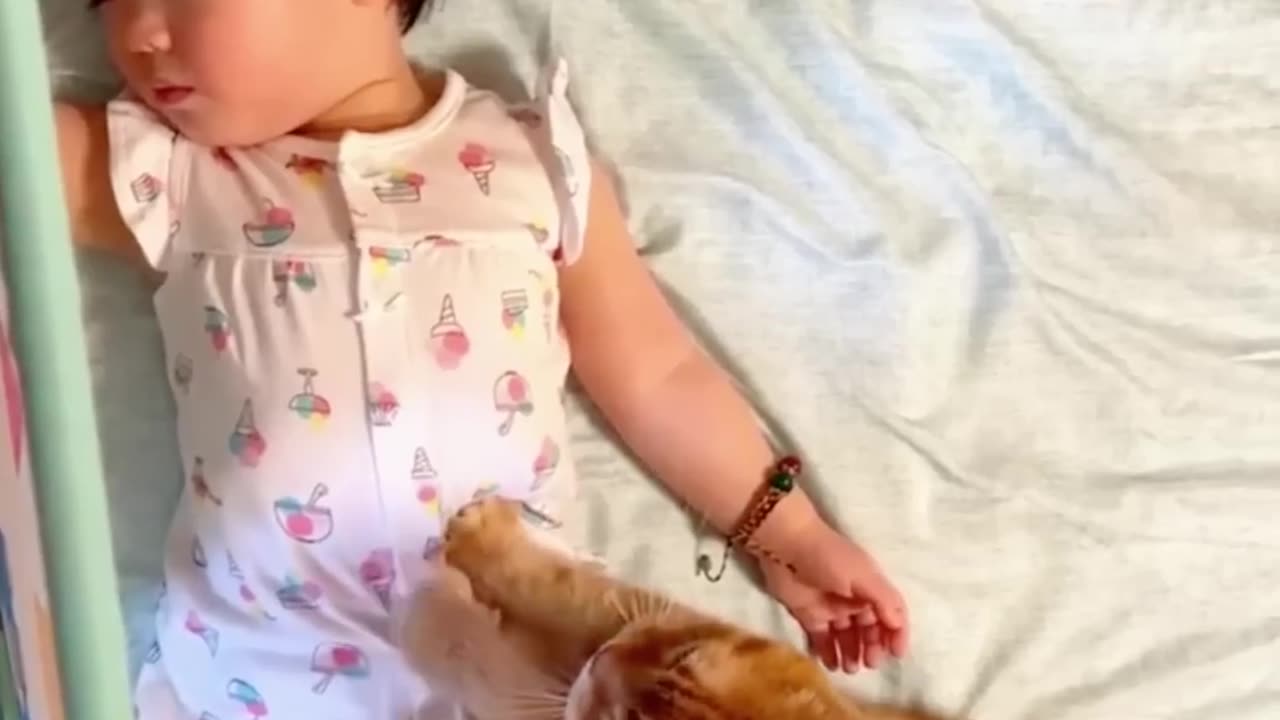 Cat Funny