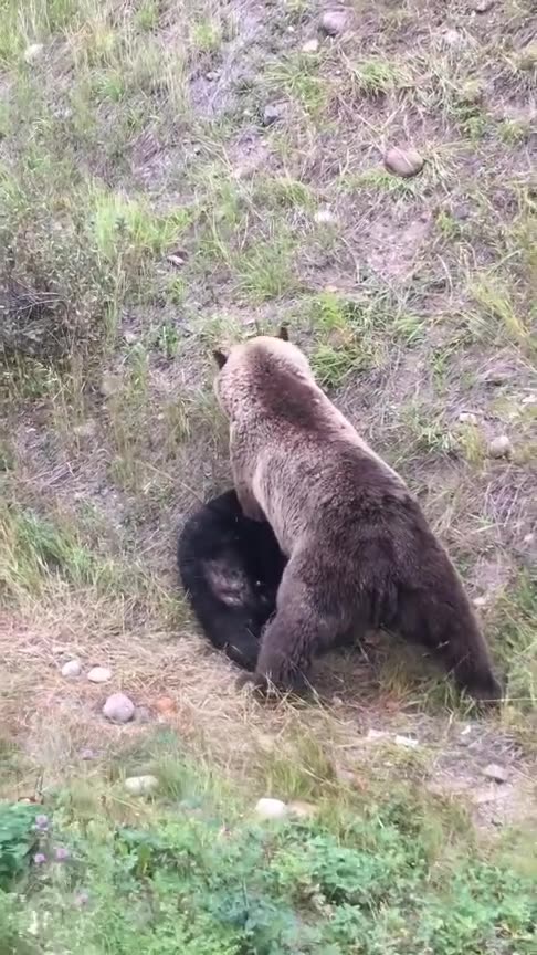 A bear killed another bear😱😱😳😳
