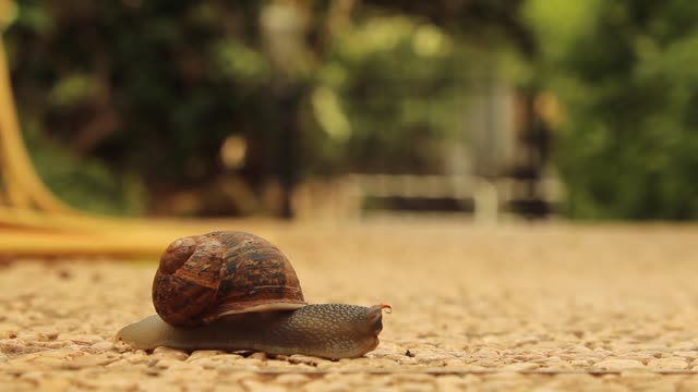 Snail crossing the Road