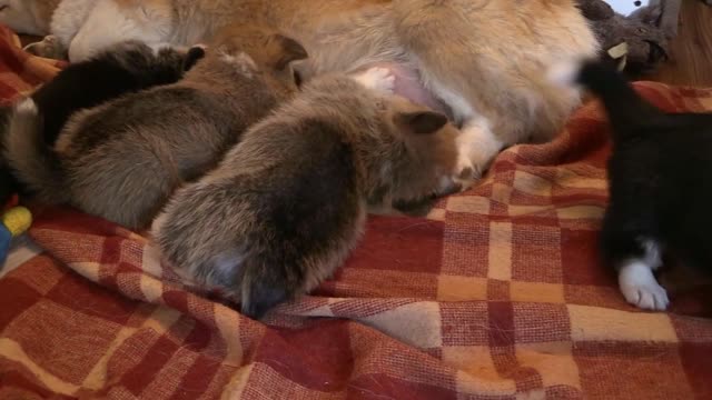 Mother Dog Feeding Milk To Its Babies