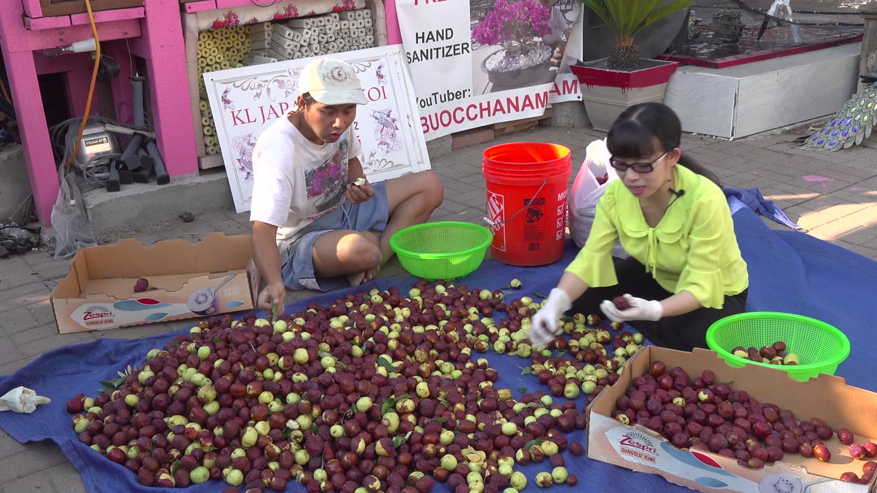 THU HOẶT TÁU TÀO SAU VƯỜN ĐỂ PHƠI KHÔ.