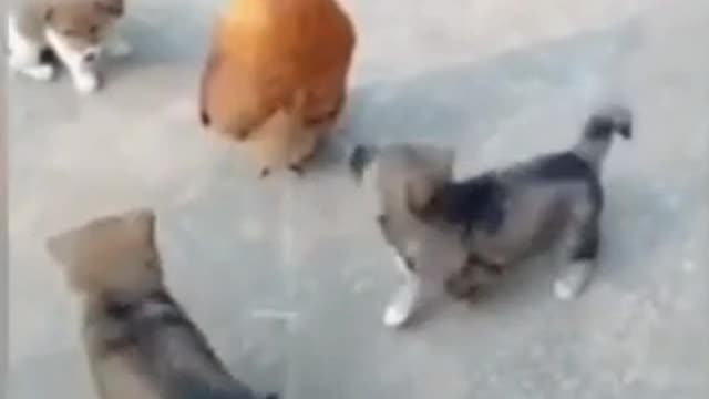 how a rooster is having fun with puppies