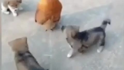 how a rooster is having fun with puppies