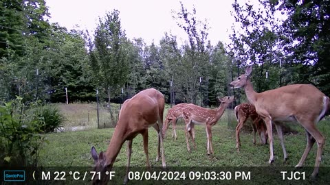 2 Does / 3 Fawns (2)