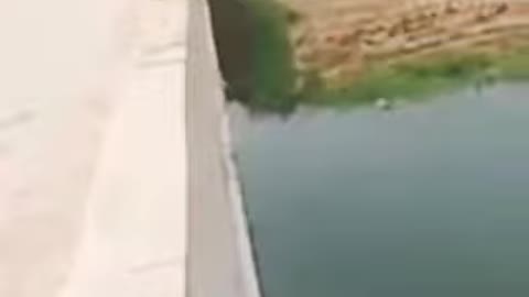 Hero Dog Saves the Owner