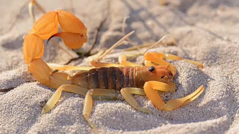 YELLOW FATTAIL SCORPION #shorts