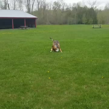 Trick dog with my lunch