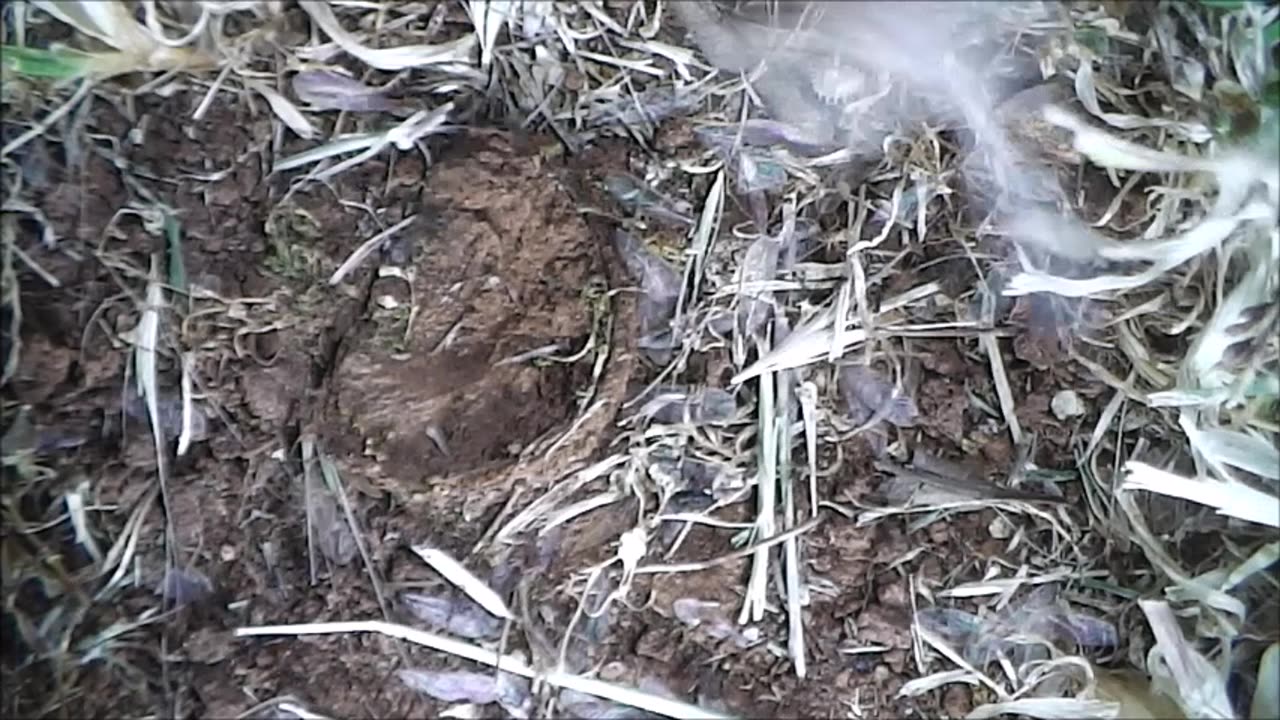 Trapdoor Spider Misses Out On A Catch