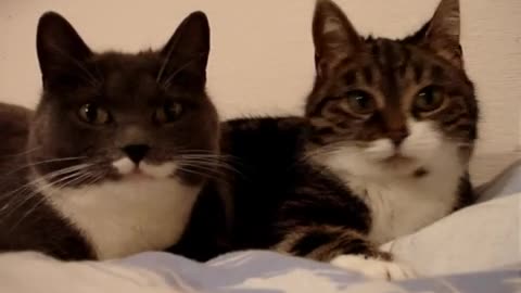 The two talking Cats