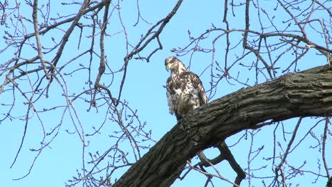 Young Eagle