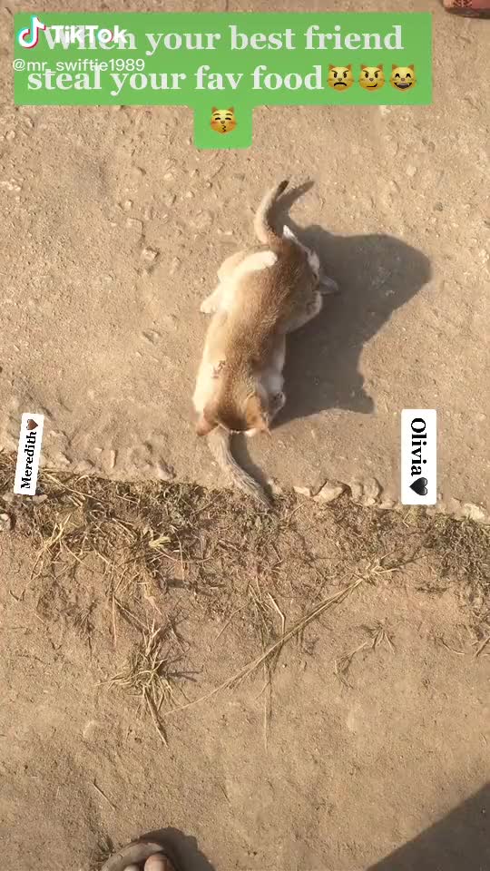 My Beautiful kitty kids fighting♥