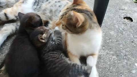 The cat feeds the kittens (ep 35)