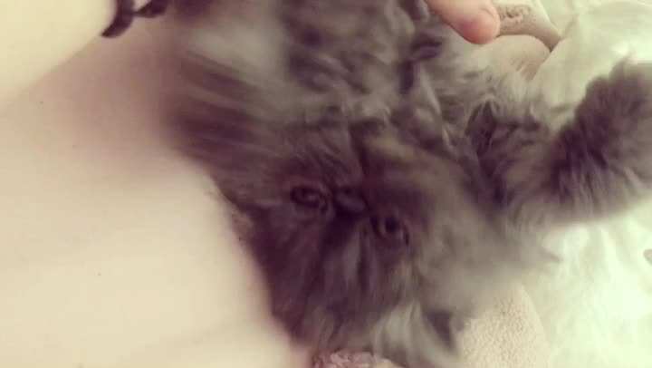 Adorable cute blue persian kitten playing